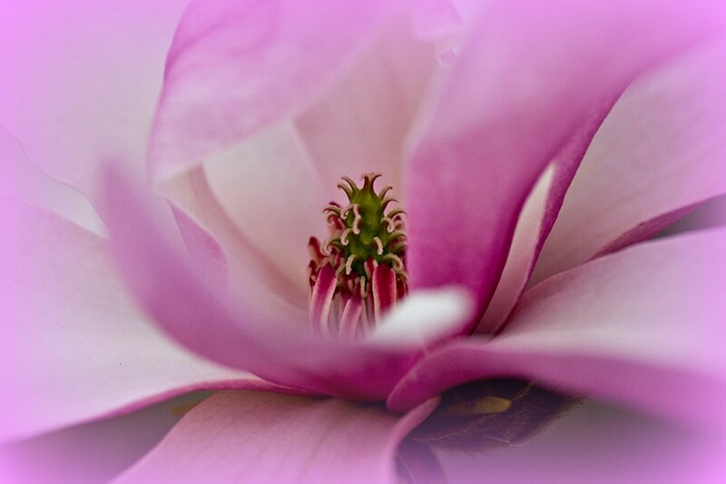 Pink Magnolia Flower — Serene, Photograph, Petals, Stamen