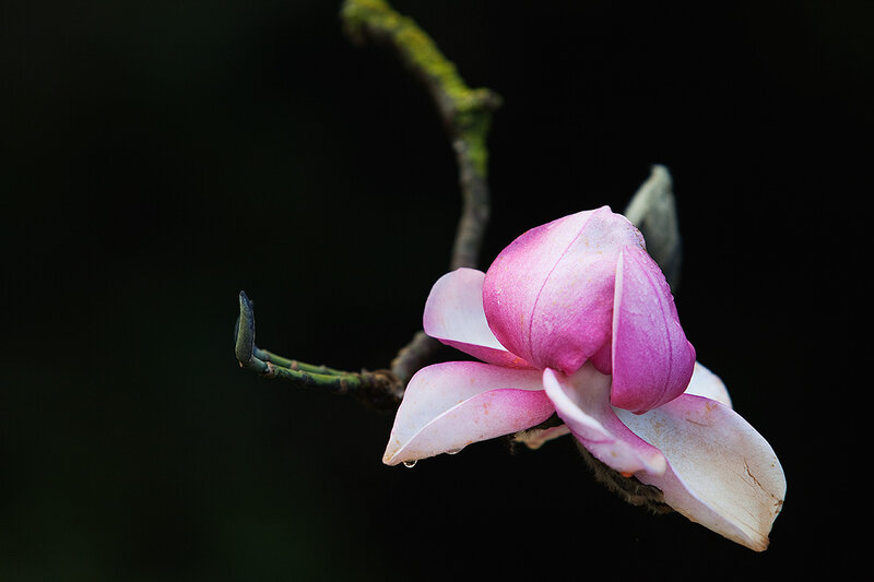 Pink Magnolia Flower — Serene, Photograph