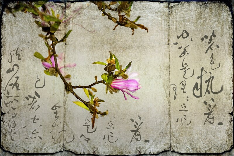Pink Magnolia Flower — Serene, Spring, Illustration