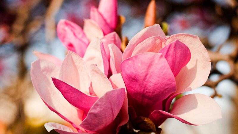 Pink Magnolia Flower — Serene, Spring, Photograph, Bloom