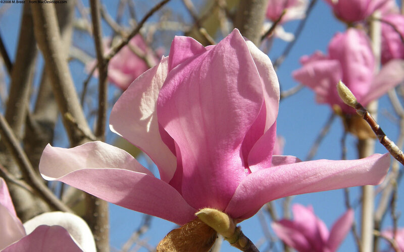 Pink Magnolia Flower — Serene, Spring, Photograph, Branches