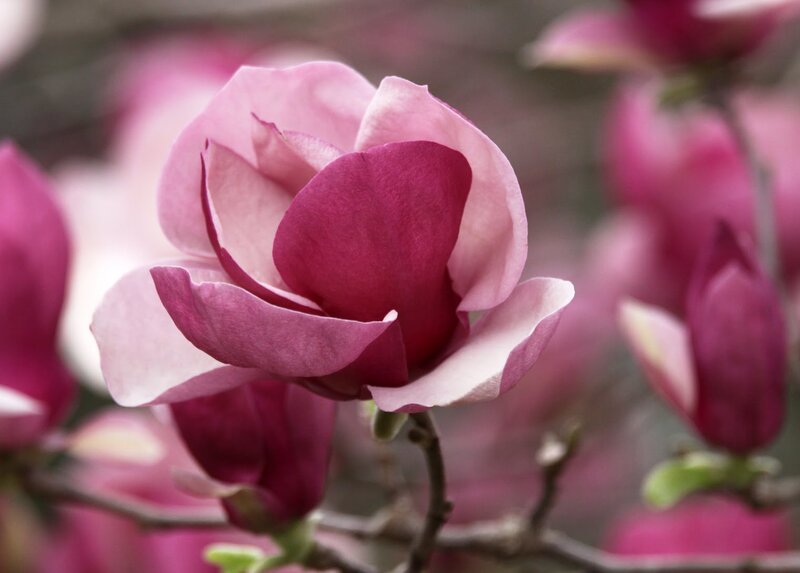 Pink Magnolia Flower — Serene, Spring, Photograph, Bud