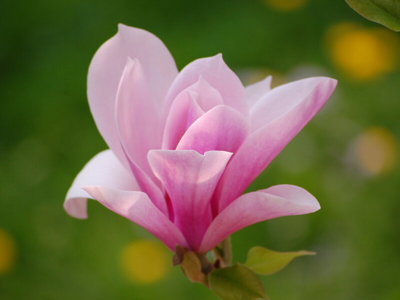 Pink Magnolia Flower — Serene, Spring, Photograph, Green Leaves