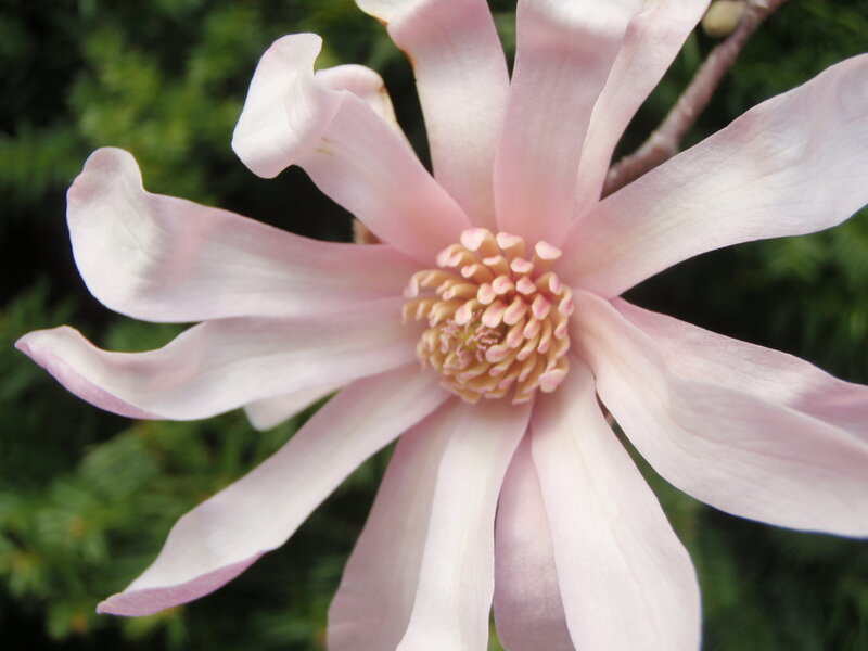 Pink Magnolia Flower — Serene, Spring, Photograph, Petals, Greenery