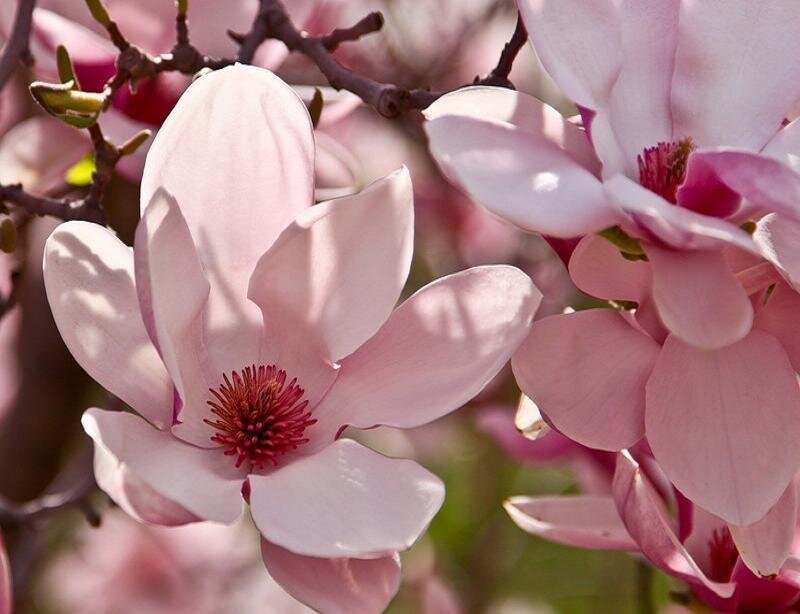 Pink Magnolia Flower — Serene, Spring, Photograph
