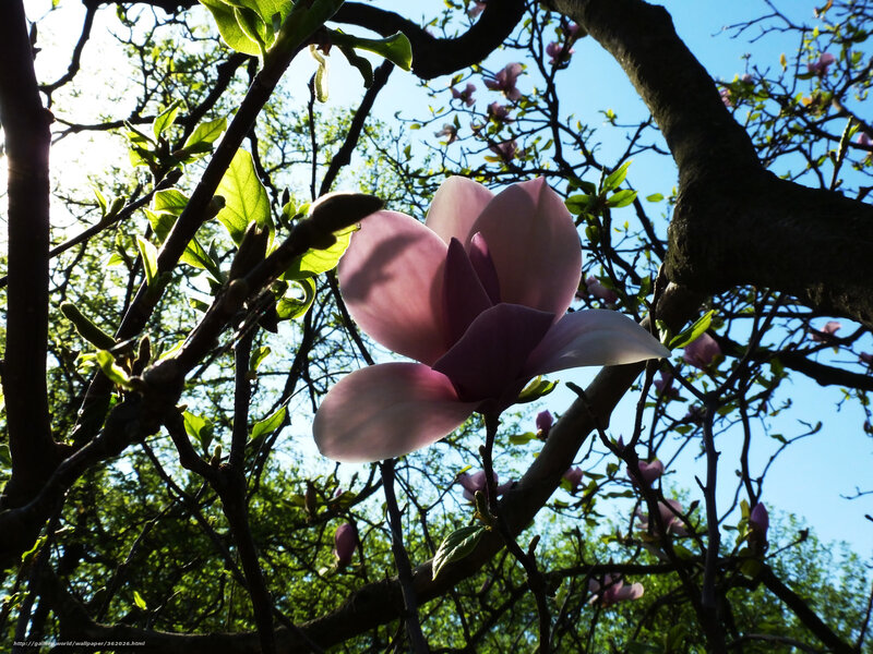 Pink Magnolia Flower — Serene, Spring, Photograph, Tree Branches