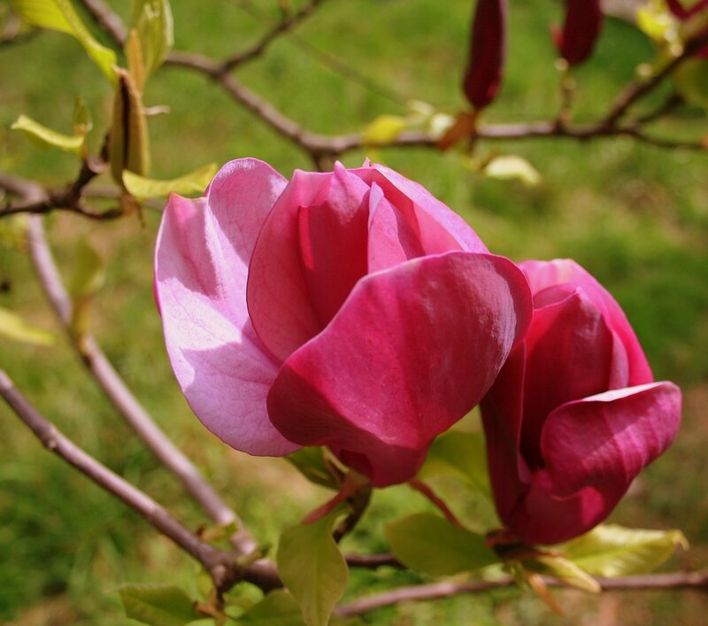 Pink Magnolia Flower — Serene, Spring