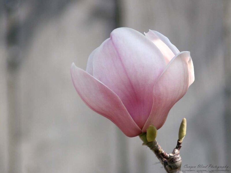 Pink Magnolia Flower — Serene