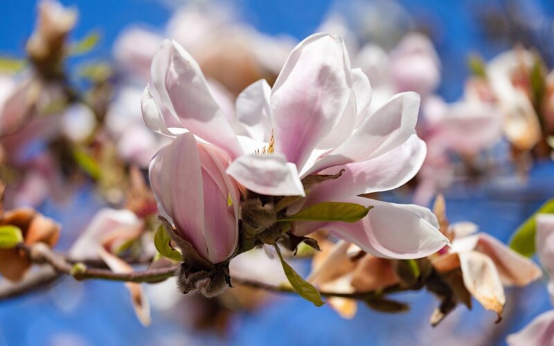 Pink Magnolia Flower — White, Serene, Spring