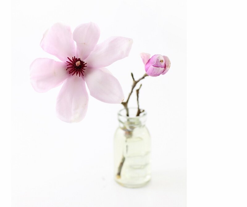 Pink Magnolia Flower — White, Serene