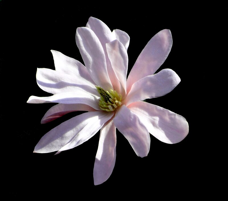 Pink Magnolia Flower — White