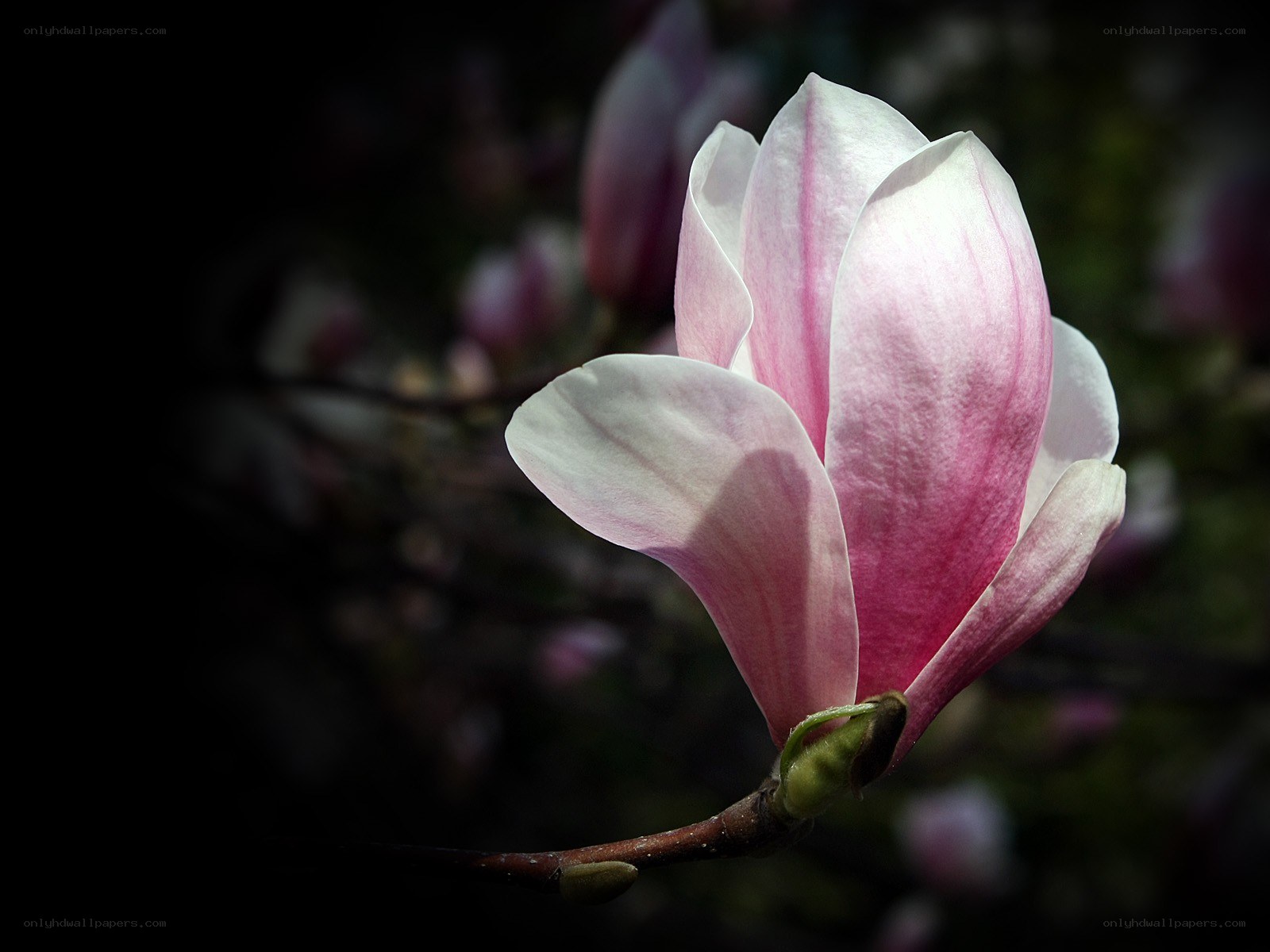 pink magnolia flower