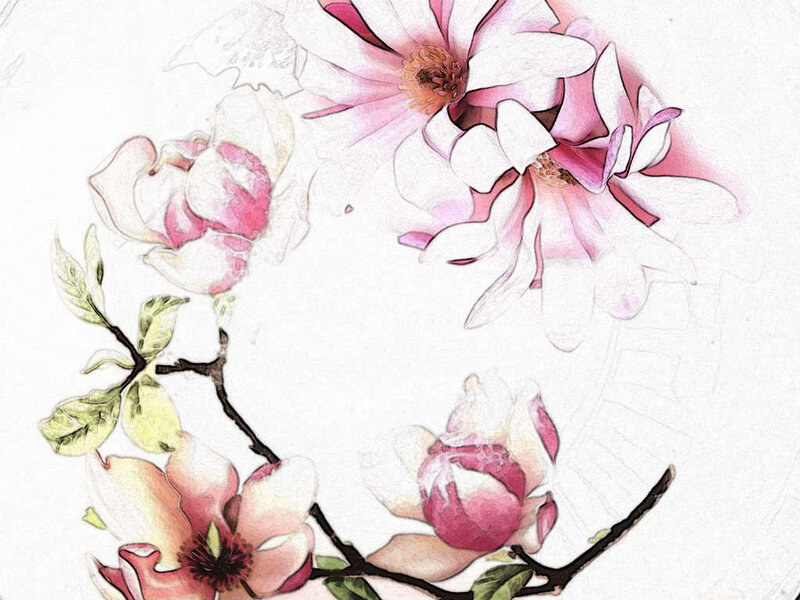 pink magnolia flowers