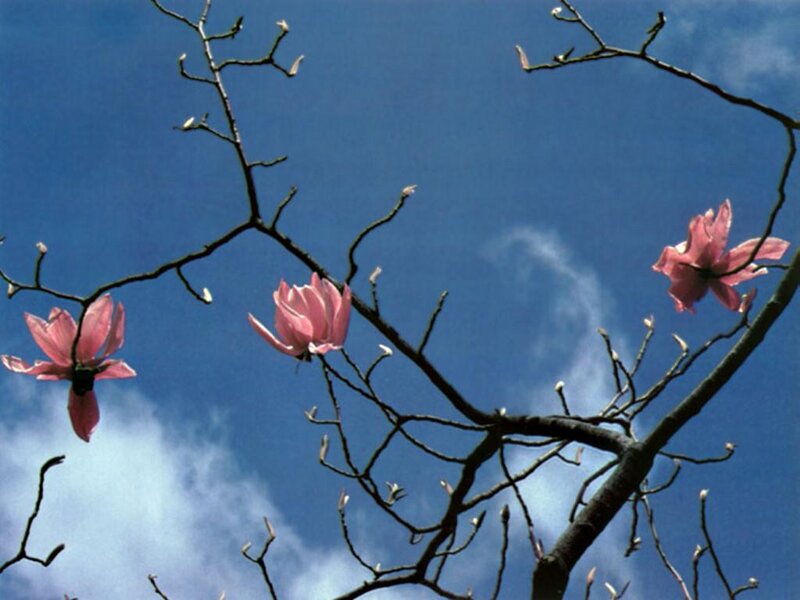 Pink Magnolia Flowers — Blue