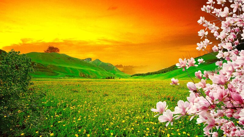 Pink Magnolia Flowers — Green