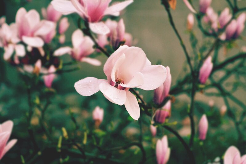 pink magnolia flowers in bloom