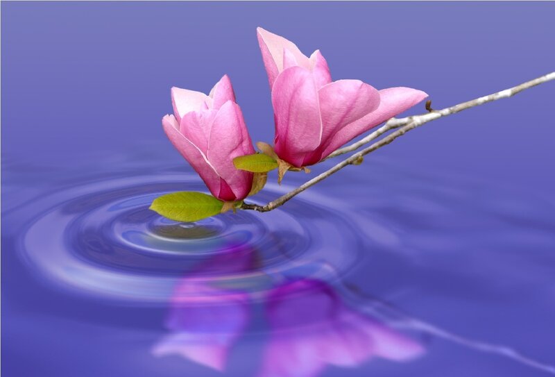 Pink Magnolia Flowers — Purple, Serene, Spring