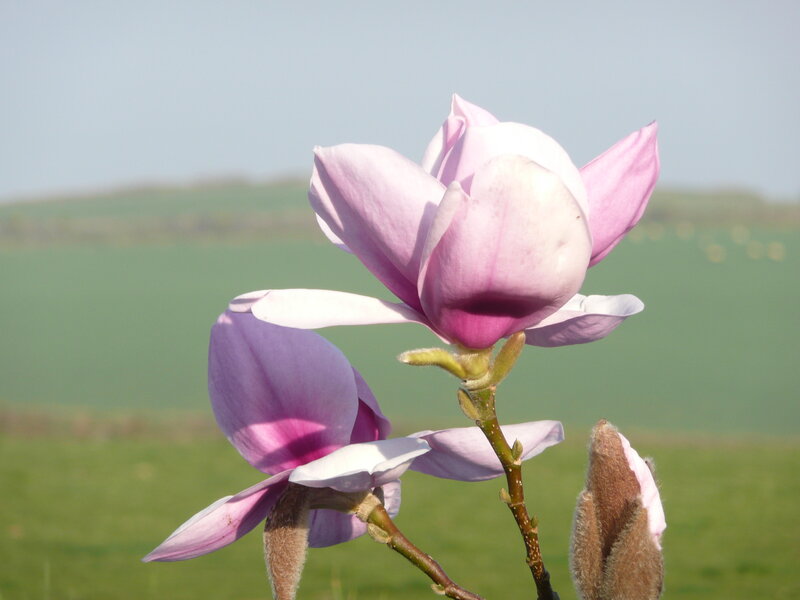 Pink Magnolia Flowers — Purple