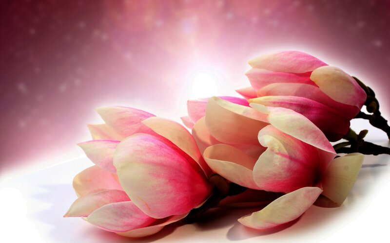 Pink Magnolia Flowers — Serene, Photograph