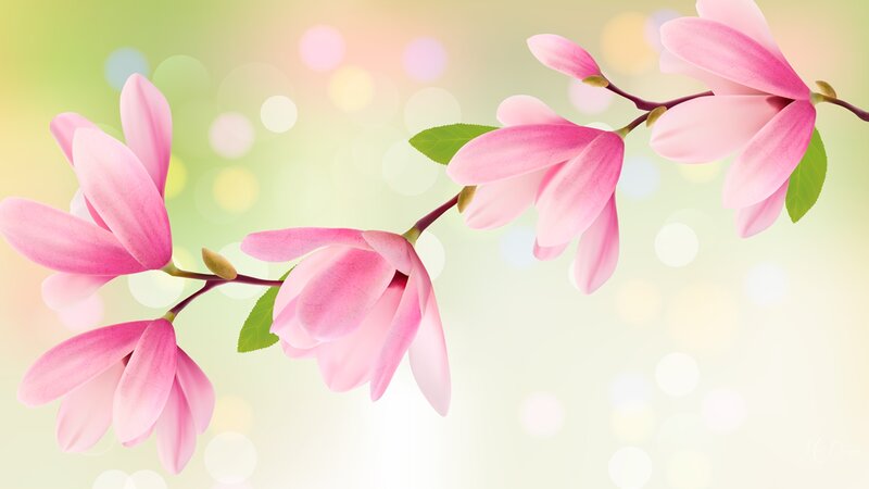 Pink Magnolia Flowers — Serene, Spring, Digital Art, Branch