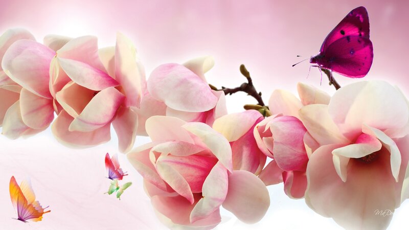 Pink Magnolia Flowers — Serene, Spring, Digital Art