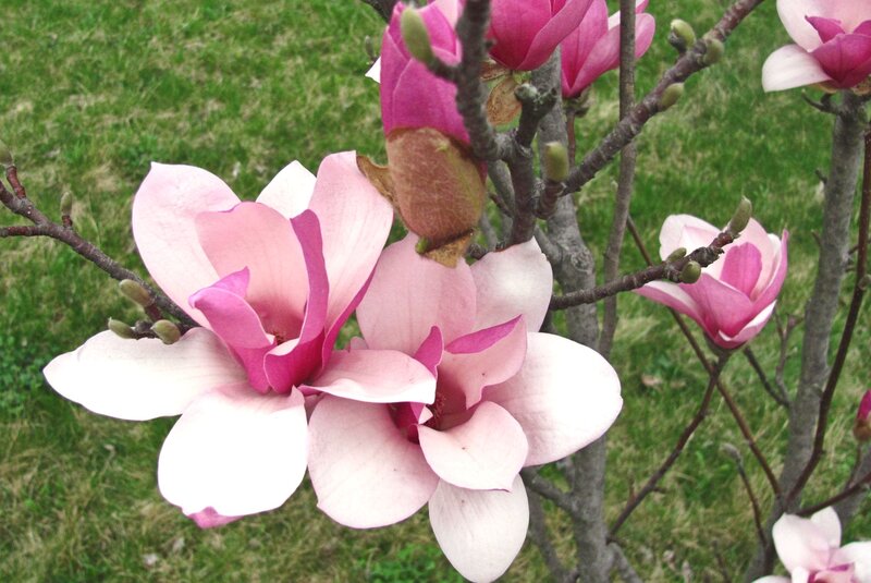 Pink Magnolia Flowers — Serene, Spring, Photograph, Branches, Grass