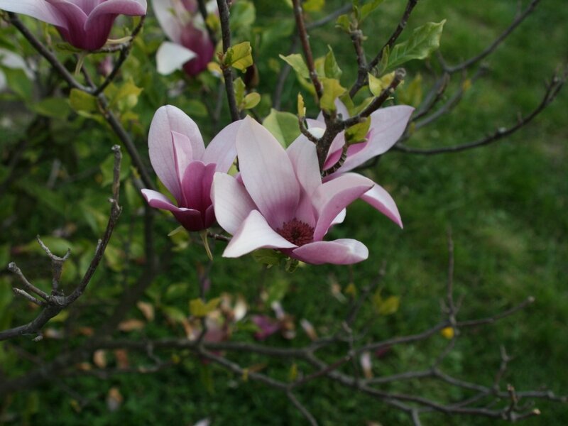 Pink Magnolia Flowers — Serene, Spring, Photograph, Branches, Leaves, Green, Brown