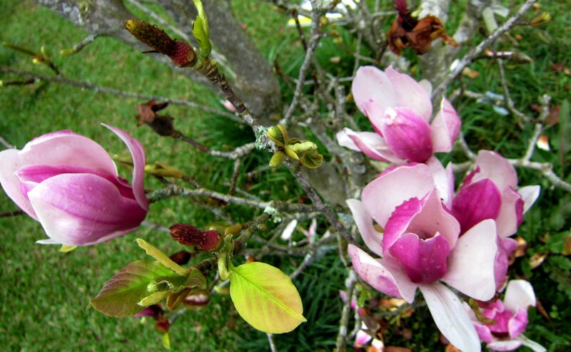 Pink Magnolia Flowers — Serene, Spring, Photograph, Branches