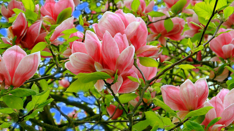 Pink Magnolia Flowers — Serene, Spring, Photograph, Green Leaves