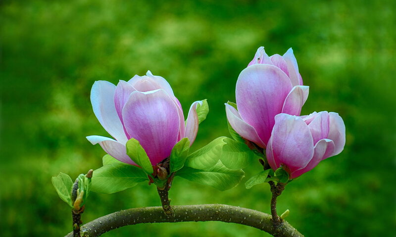 Pink Magnolia Flowers — Serene, Spring, Photograph, Leaves