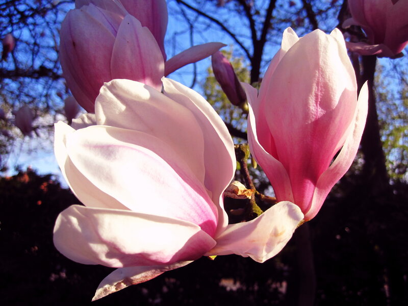 Pink Magnolia Flowers — Serene, Spring, Photograph, Tree Branches