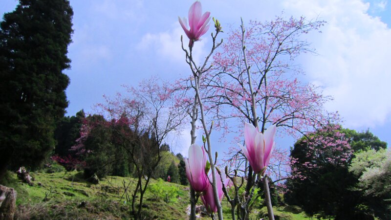 Pink Magnolia Flowers — Serene, Spring, Photograph, Trees