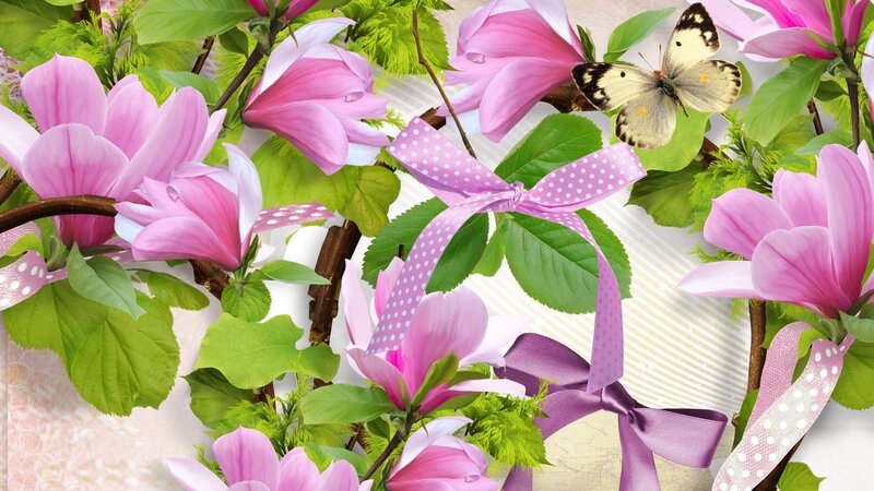 Pink Magnolia Flowers — Serene, Spring