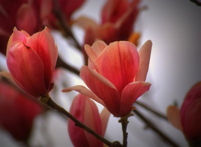 Pink Magnolia Flowers — Serene