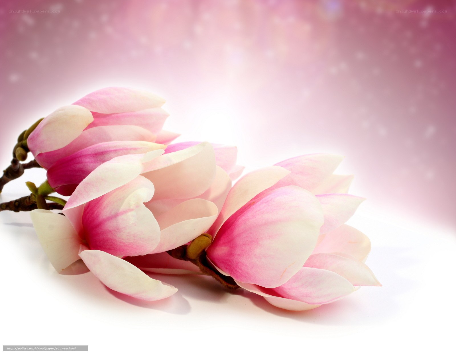 Pink magnolia flowers