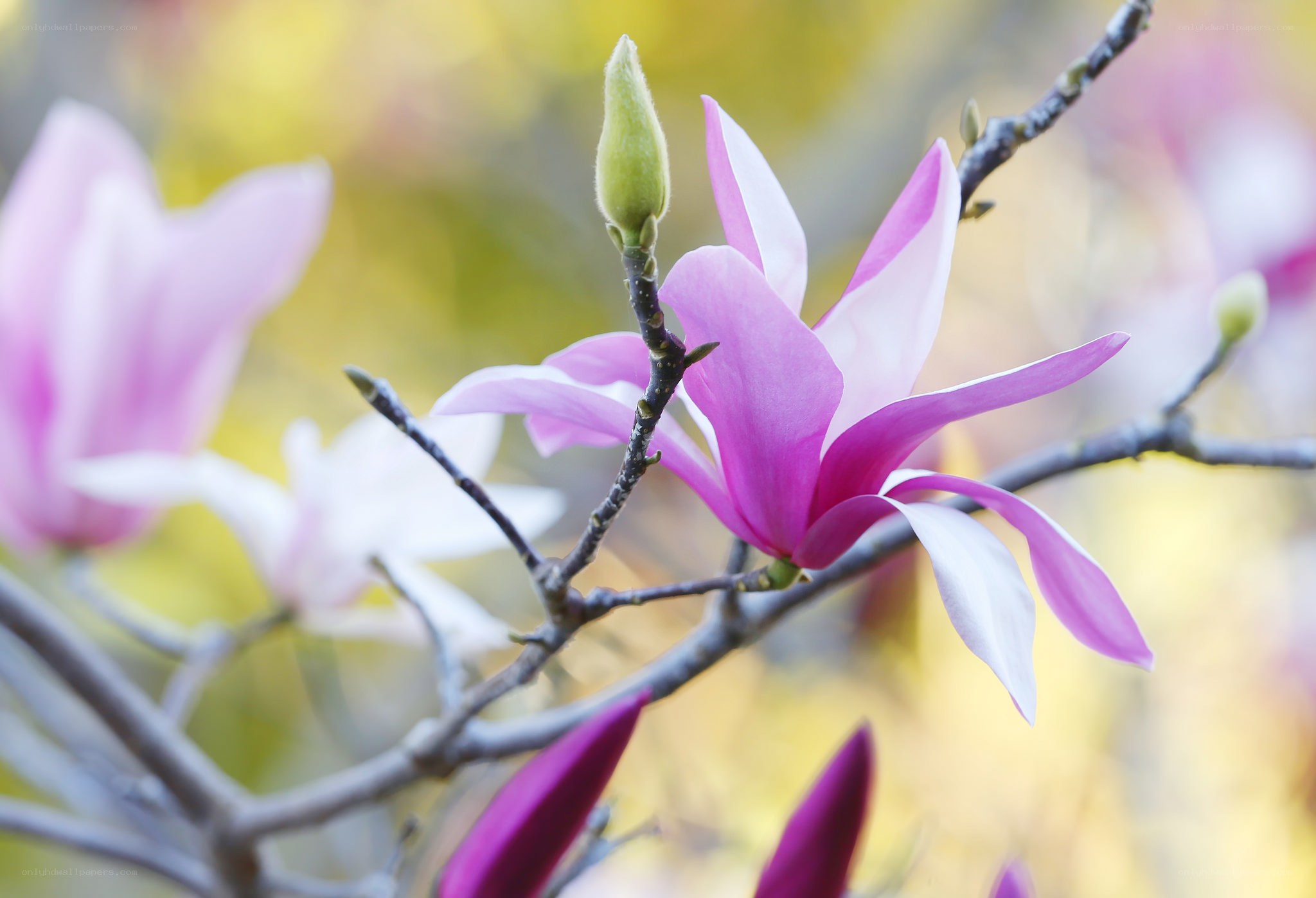 Pink magnolia in bloom
