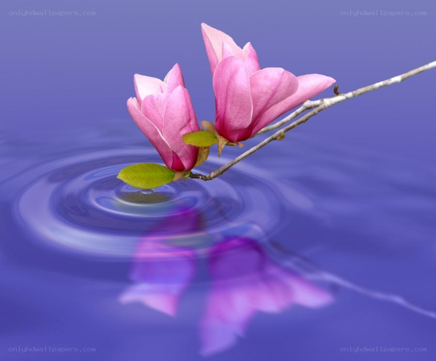 Pink magnolia over water