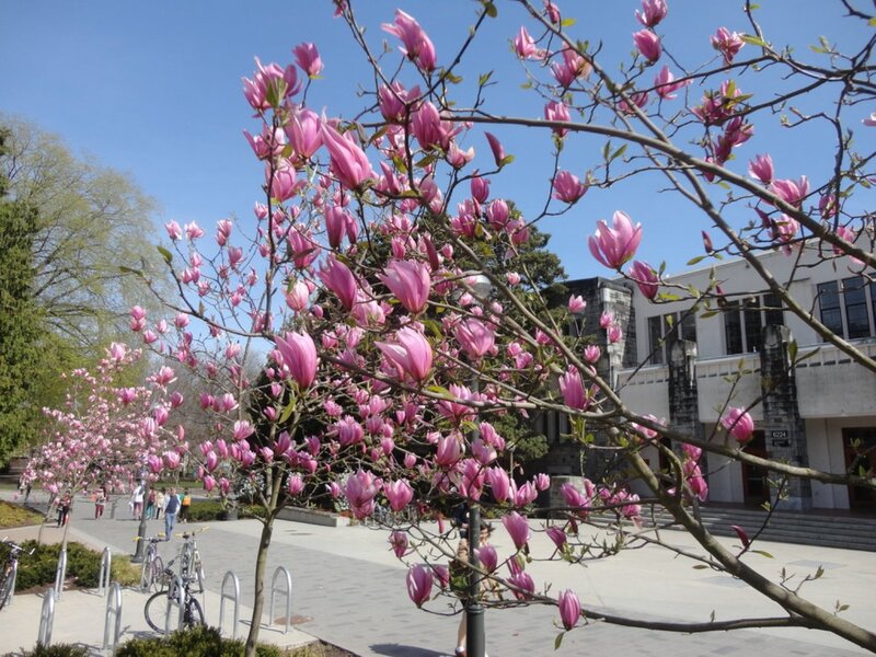 Pink Magnolia Tree