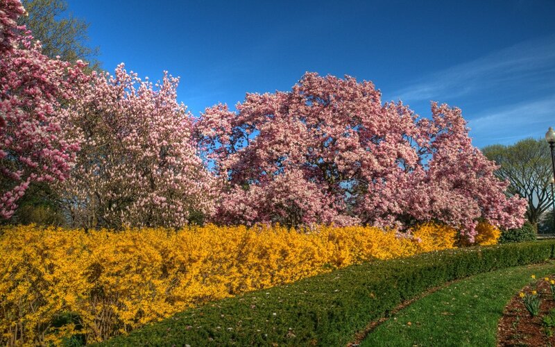 Pink Magnolia Trees — Serene