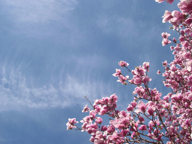 Pink magnolias against blue sky