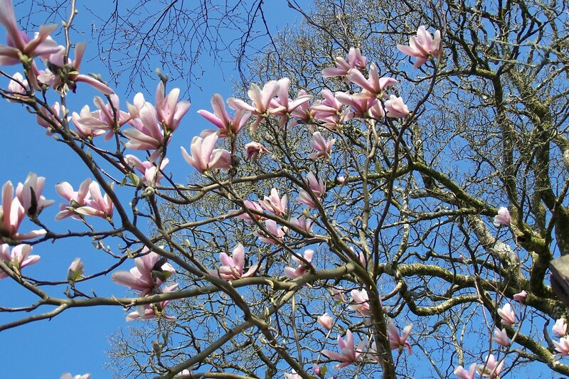 Pink magnolias against blue sky