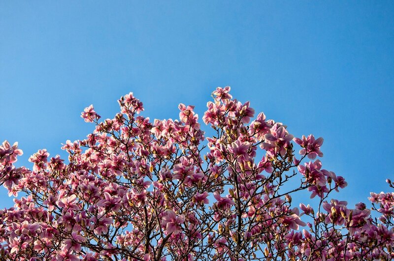 Pink magnolias against blue sky