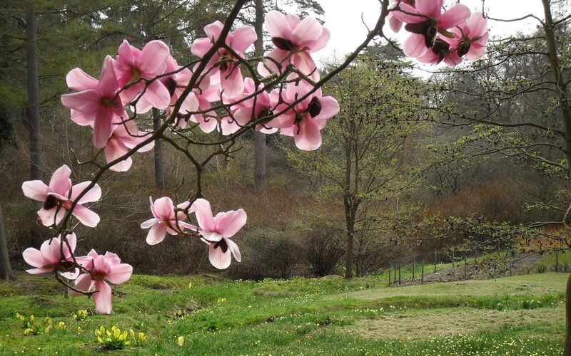 Pink magnolias in a spring garden