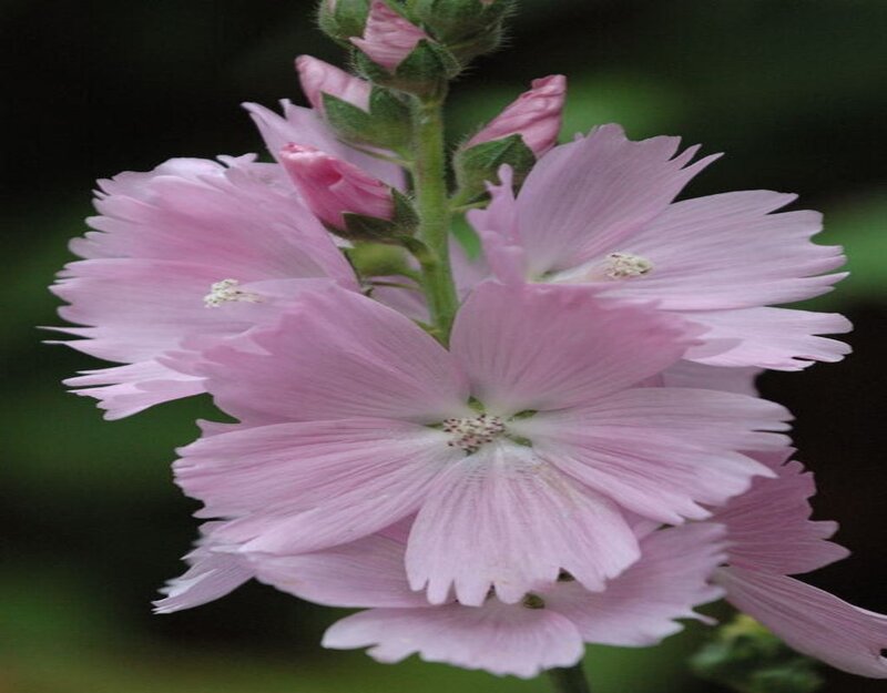 Pink Mallow Flower — Calm, Spring