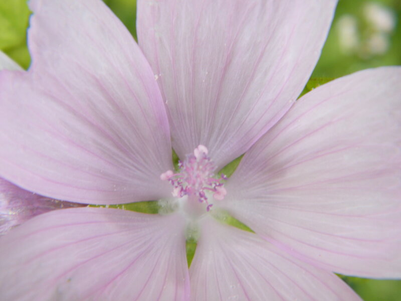 Pink Mallow Flower — Calm