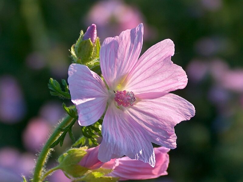 Pink mallow flower in bloom