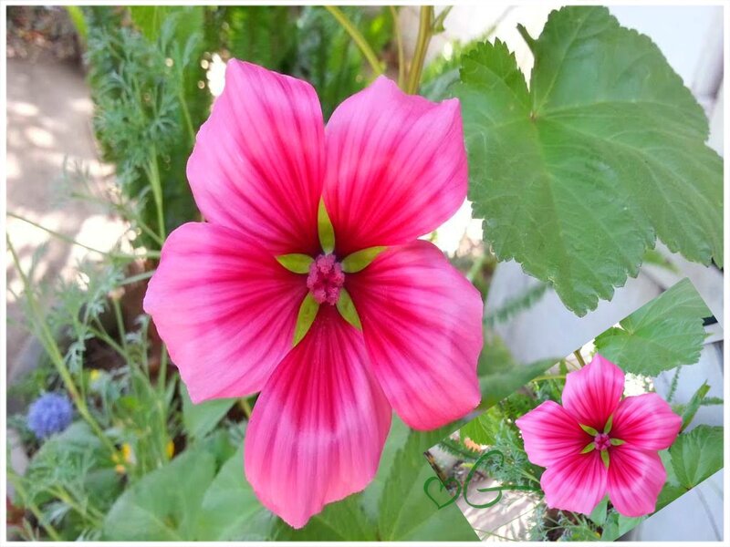 Pink Mallow Flower — Serene, Afternoon, Photograph
