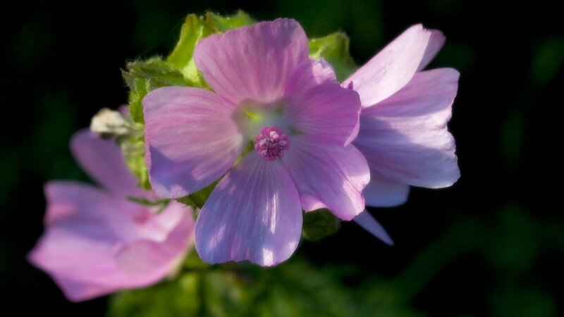 Pink Mallow Flower — Serene, Afternoon