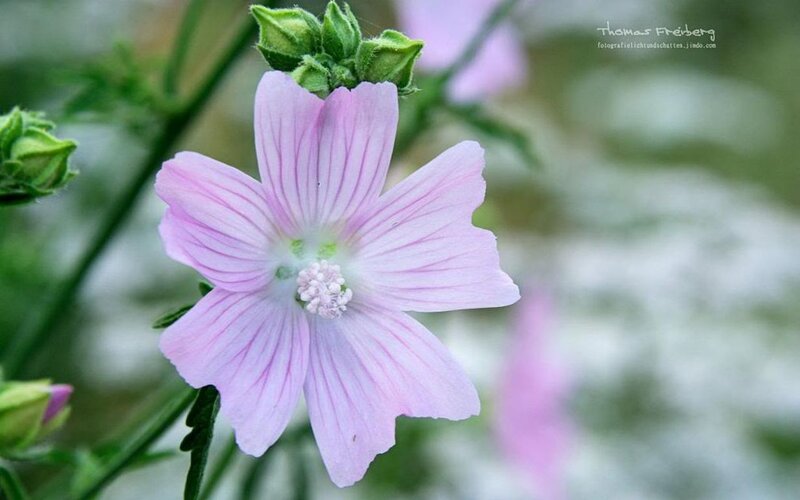 Pink Mallow Flower — Serene, Spring, Photograph, Bud