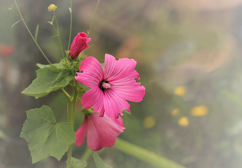 Pink Mallow Flower — Serene, Spring, Photograph